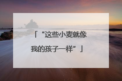 “这些小麦就像我的孩子一样”