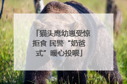 猫头鹰幼崽受惊拒食 民警“奶爸式”暖心投喂