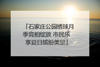 石家庄公园绣球月季竞相绽放 市民乐享夏日缤纷美景