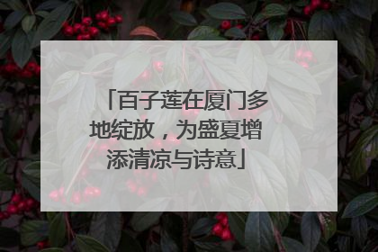 百子莲在厦门多地绽放，为盛夏增添清凉与诗意