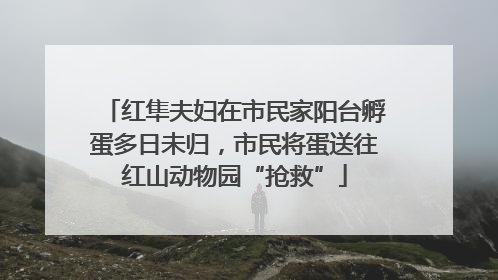 红隼夫妇在市民家阳台孵蛋多日未归，市民将蛋送往红山动物园“抢救”