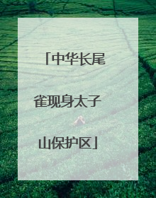 中华长尾雀现身太子山保护区