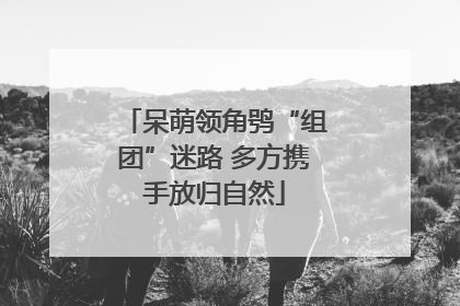 呆萌领角鸮“组团”迷路 多方携手放归自然