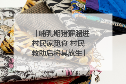 哺乳期猪獾溜进村民家觅食 村民救助后将其放生
