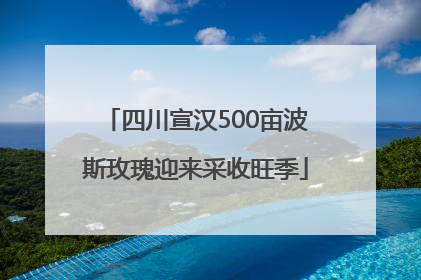 四川宣汉500亩波斯玫瑰迎来采收旺季