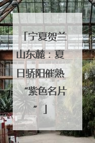 宁夏贺兰山东麓：夏日骄阳催熟“紫色名片”