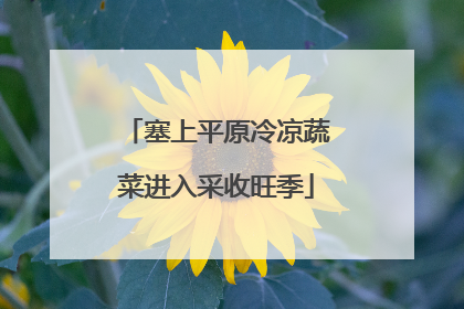塞上平原冷凉蔬菜进入采收旺季
