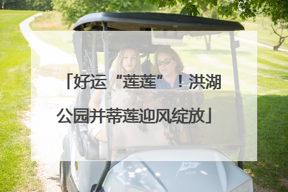 好运“莲莲”！洪湖公园并蒂莲迎风绽放