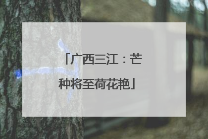 广西三江：芒种将至荷花艳