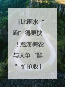 比雨水“跑”得更快！慈溪梅农与天争“鲜”忙抢收