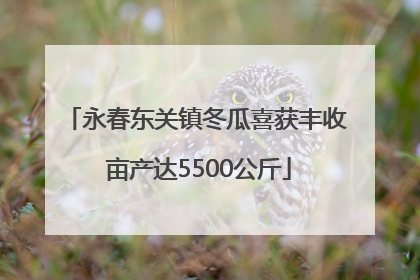 永春东关镇冬瓜喜获丰收 亩产达5500公斤