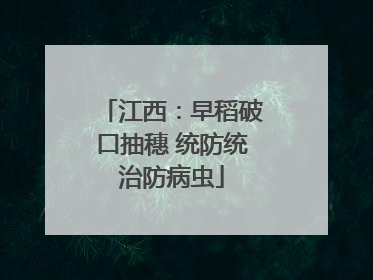 江西：早稻破口抽穗 统防统治防病虫