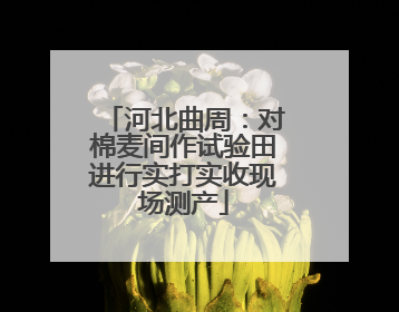 河北曲周：对棉麦间作试验田进行实打实收现场测产