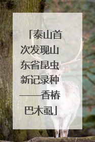 泰山首次发现山东省昆虫新记录种——香椿巴木虱