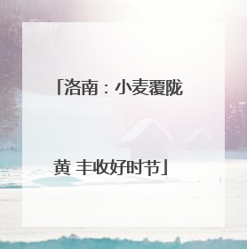 洛南：小麦覆陇黄 丰收好时节