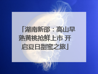 湖南新邵：高山早熟黄桃抢鲜上市 开启夏日甜蜜之旅