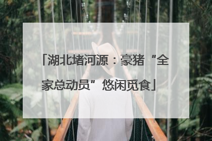 湖北堵河源：豪猪“全家总动员”悠闲觅食