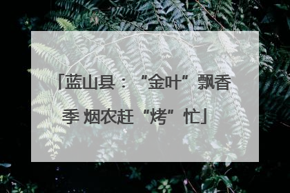 蓝山县：“金叶”飘香季 烟农赶“烤”忙