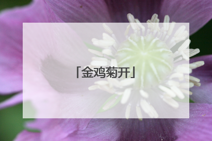 金鸡菊开