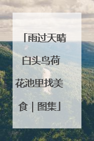 雨过天晴 白头鸟荷花池里找美食｜图集