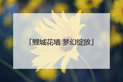 鲤城花墙 梦幻绽放