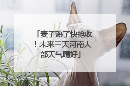 麦子熟了快抢收！未来三天河南大部天气晴好