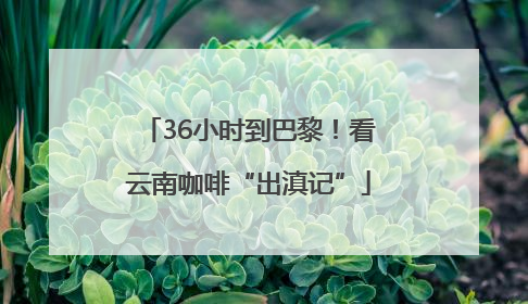 36小时到巴黎！看云南咖啡“出滇记”
